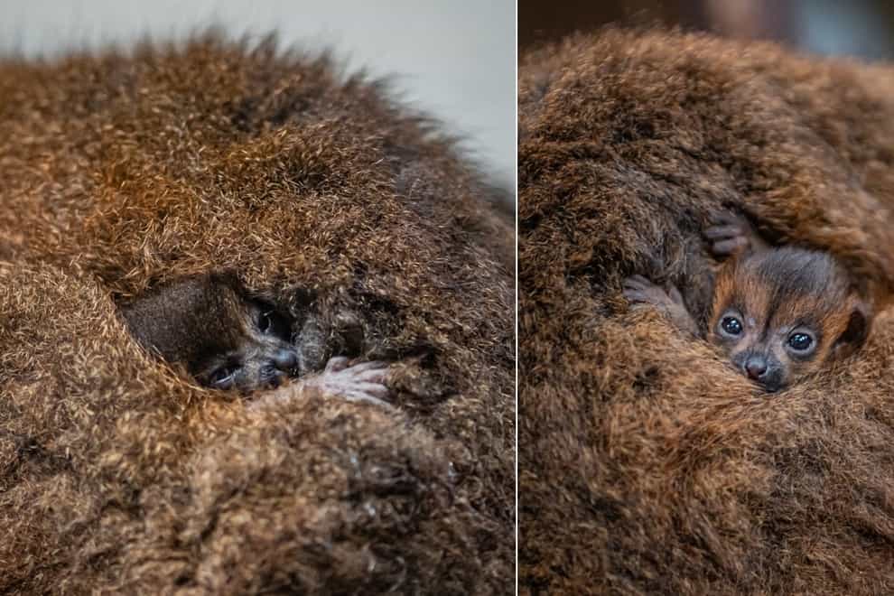 The twins weigh just 70 grams each (Chester Zoo/PA)