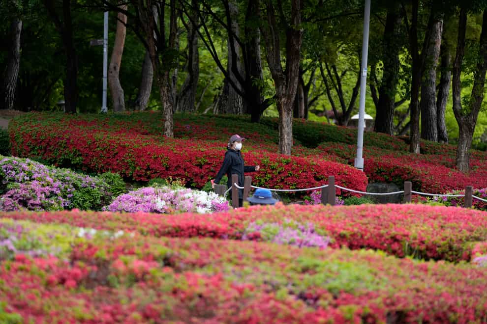 A woman wearing a face mask to help curb the spread of the coronavirus walks near the flowers at a park in Seoul, South Korea (Lee Jin-man/AP)