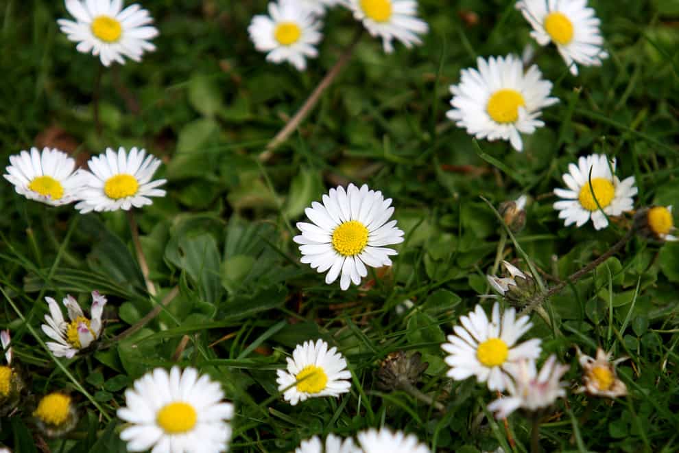 Daisies in Regent’s Park, London (Anthony Devlin/PA)