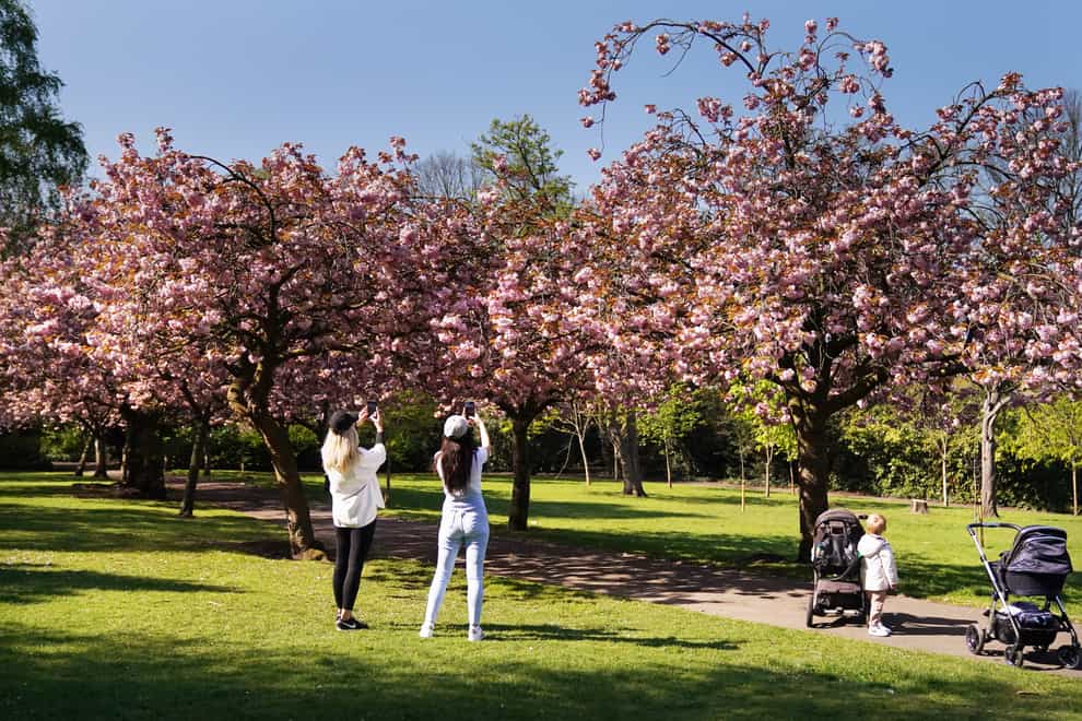 Cherry blossom in full bloom in the sunshine at Saltwell park in Gateshead (PA)