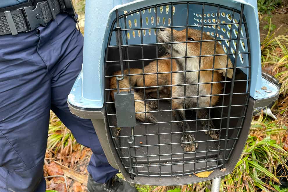 A fox looks out from a cage after being captured on the grounds of the US Capitol in April 2022 (US Capitol Police/AP)