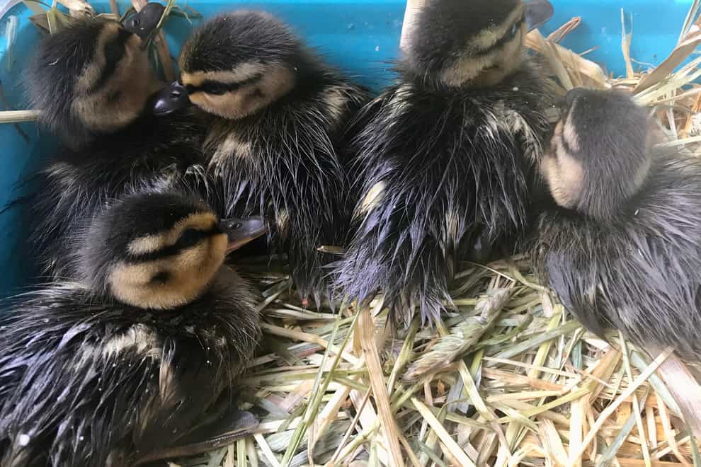 The ducklings were rescued in Pontypridd, Wales (RSPCA)