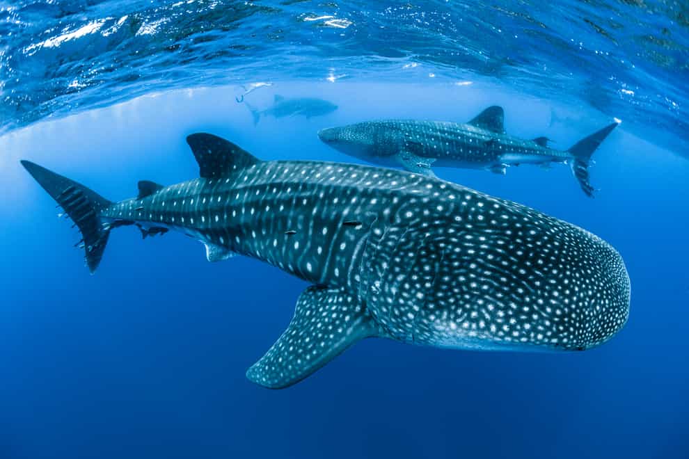 Whale sharks (Simon Pierce/MBA/PA)