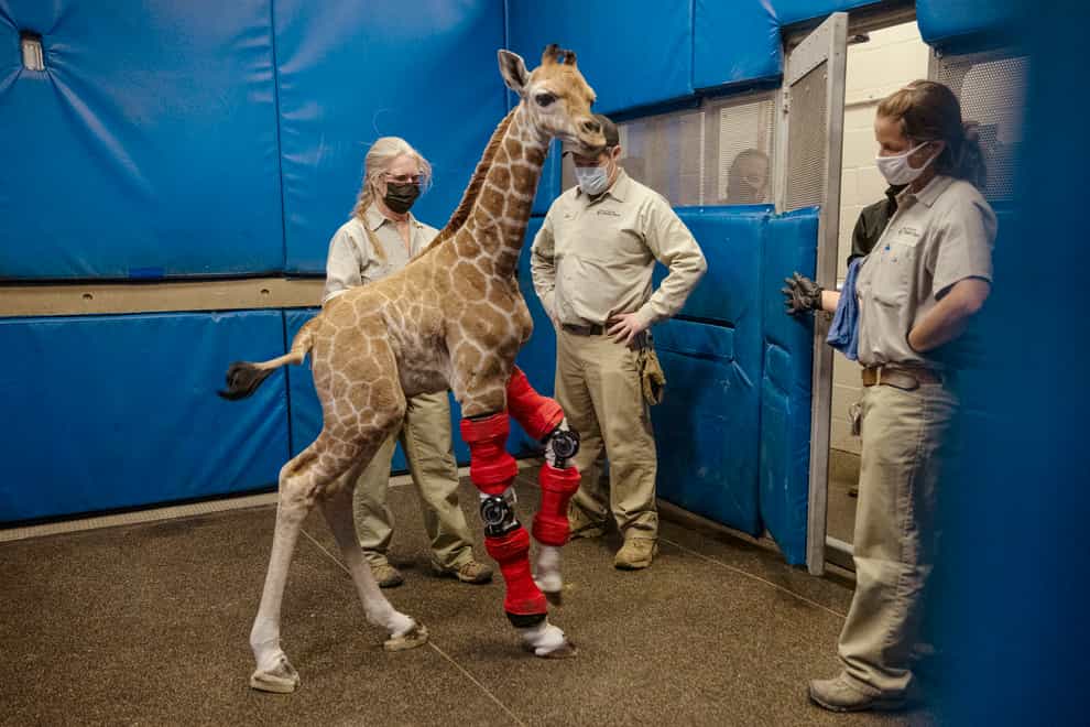 Msituni was born with an unusual disorder that caused her legs to bend the wrong way (San Diego Zoo Wildlife Alliance via AP)