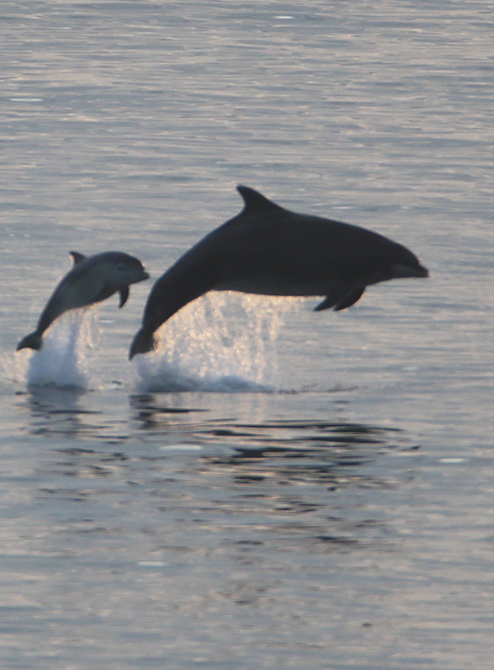 Researchers looked at bottlenose dolphins (Owen Humphreys/PA)