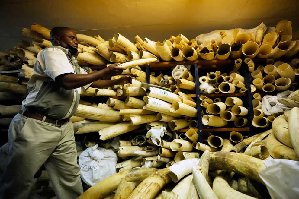 A Zimbabwe National Parks official inspects some of the elephant tusks during a tour of ivory stockpiles, in Harare (Tsvangirayi Mukwazhi/AP)