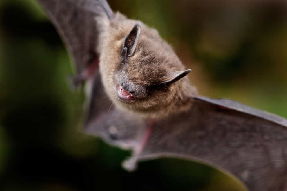 Common pipistrelle bat, the smallest and commonest bat in the UK (Alamy/PA)