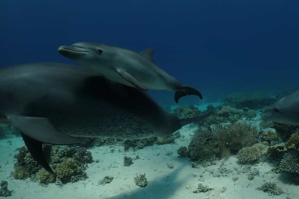 Researchers believe dolphins self-medicate skin conditions with coral (Angela Ziltener/University of Zurich/PA)
