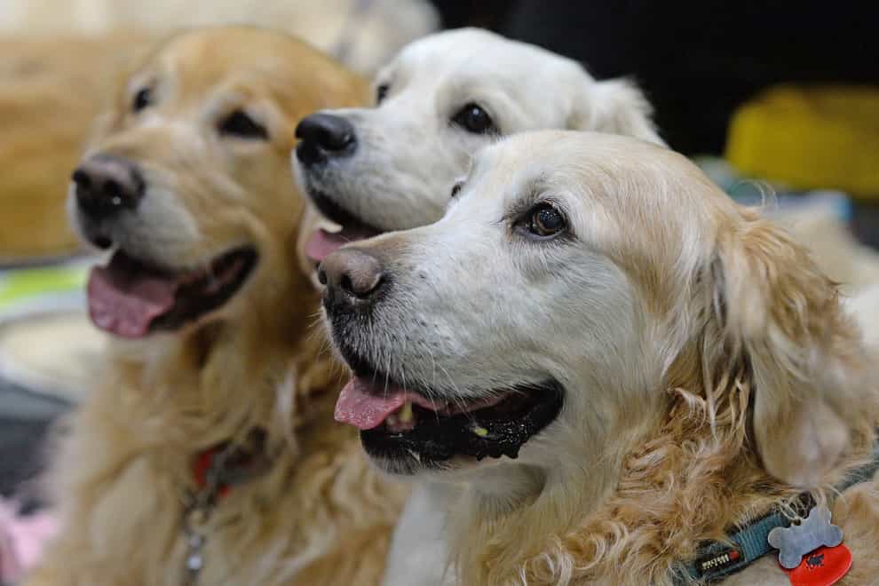 <p>The Golden Retriever has become the most sought-after dog (Victoria Jones/PA)</p>