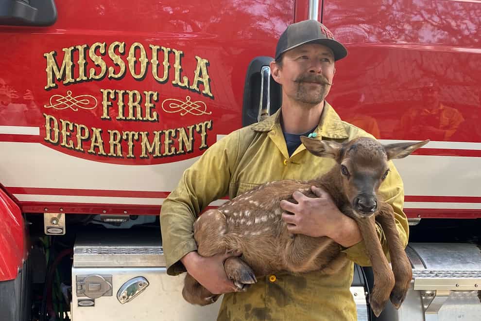 Firefighter Nate Sink cradles a newborn elk calf he encountered in a remote, fire-scarred area of the Sangre de Cristo Mountains near Mora, New Mexico (Nate Sink/AP)