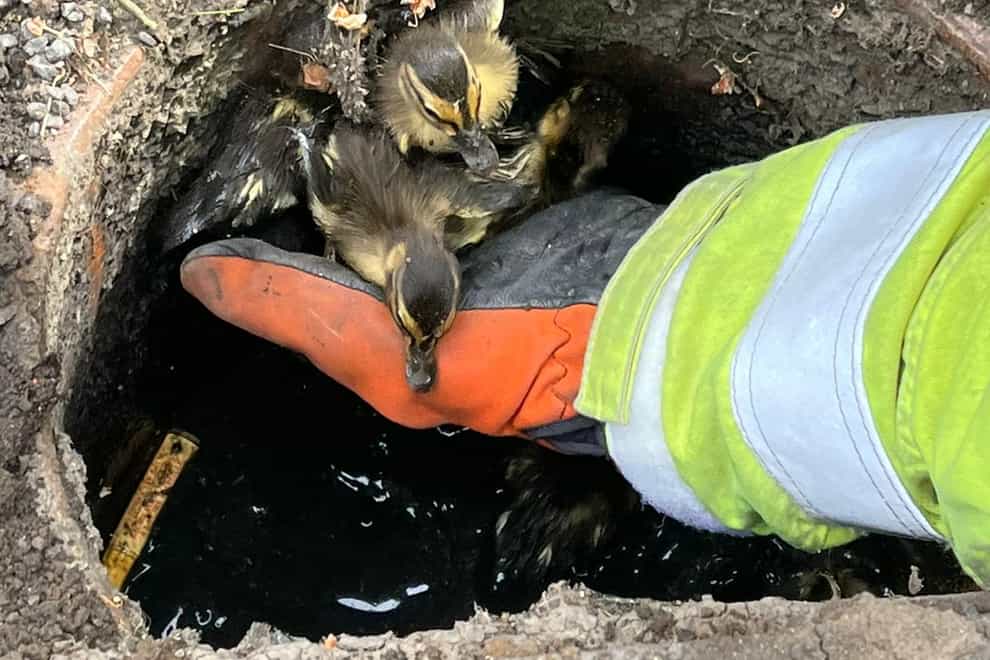 Firefighters rescued ducklings trapped down a drain (TWFRS/PA)