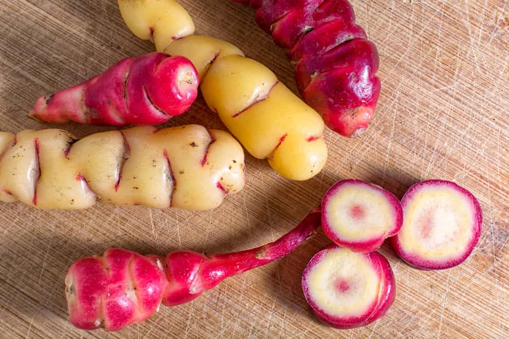 Red and yellow roots of oca tubers (Alamy/PA)