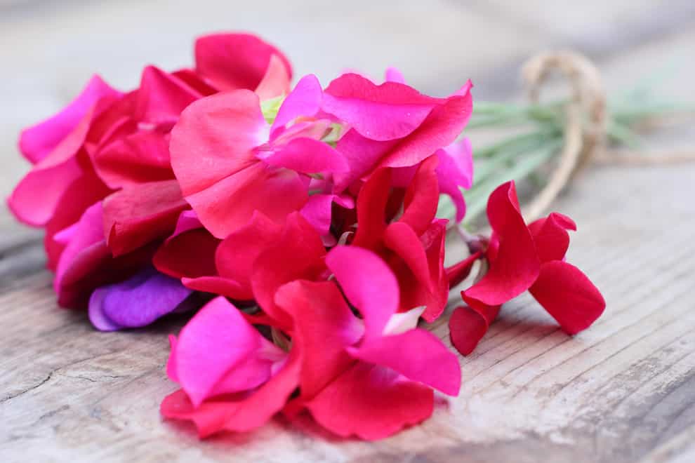 Which flowers should you cut in your garden? (Alamy/PA)