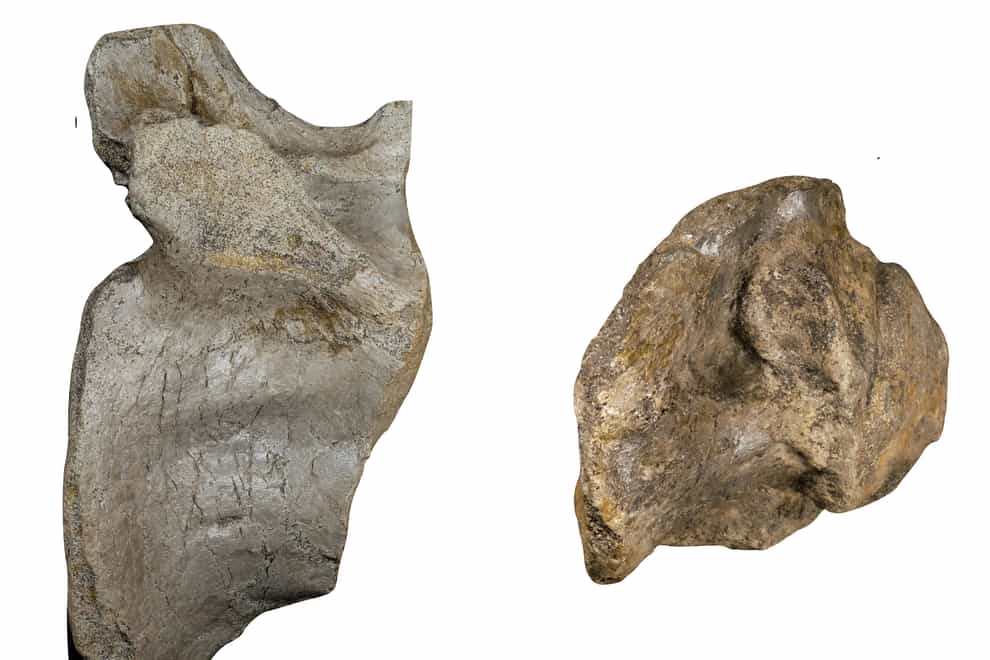 Close up of the anterior tail (left) and dorsal vertebrae (right) (Chris Barker/University of Southampton/PA)