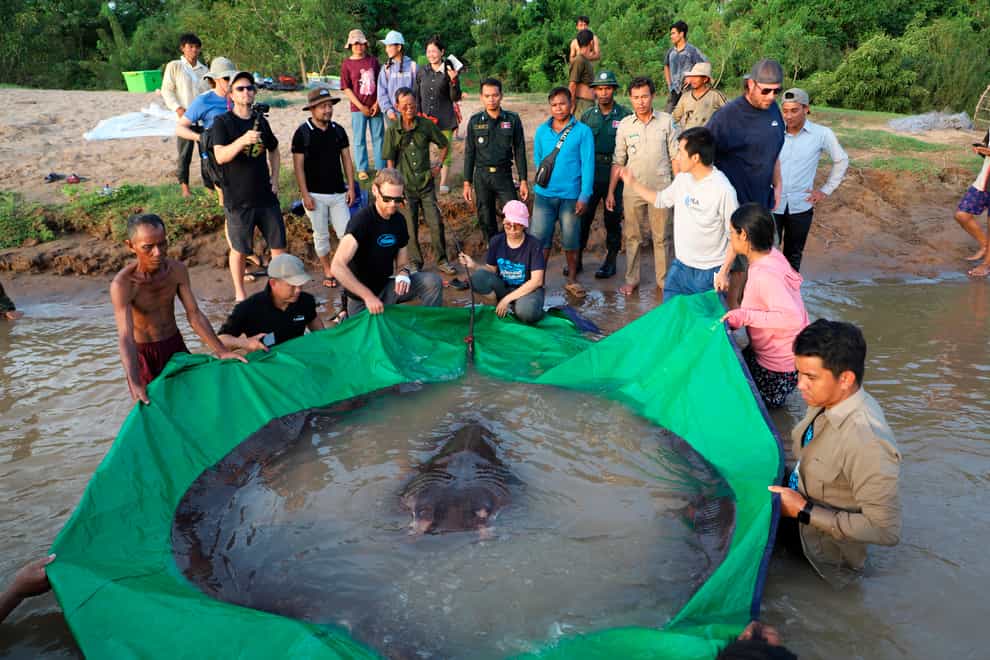 A team of Cambodian and American scientists and researchers, along with Fisheries Administration officials, prepares to release a giant freshwater stingray back into the Mekong River in the north-eastern province of Stung Treng, Cambodia (Chhut Chheana/Wonders of the Mekong via AP)