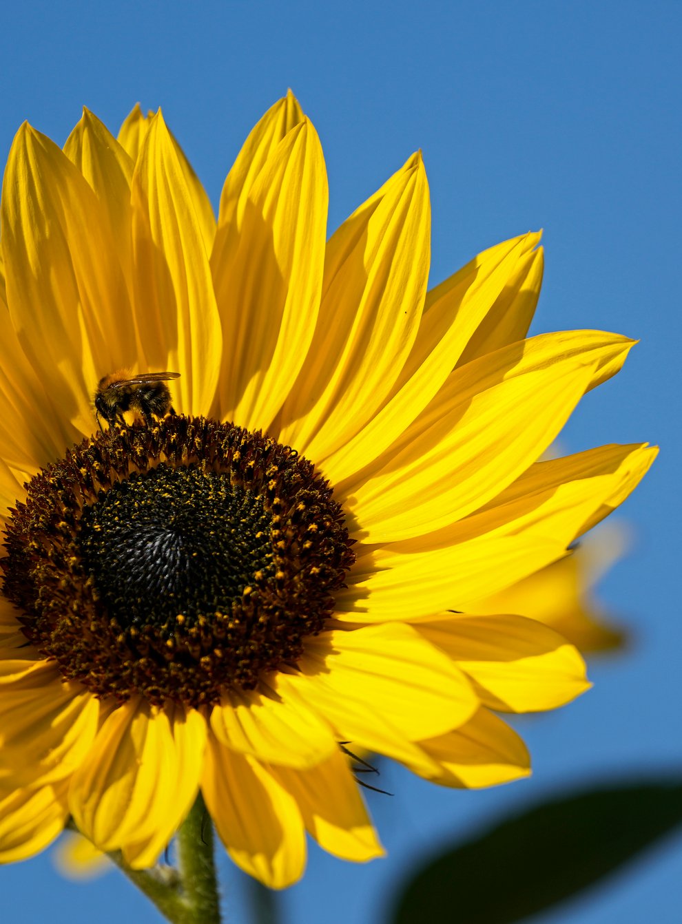 A bee arrives at a sunflower under blue sky in Gelsenkirchen, Germany (Martin Meissner/AP)