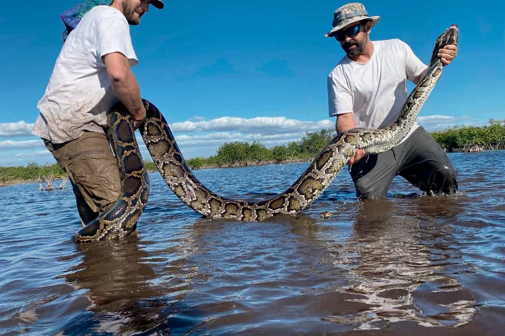A 14-foot female Burmese python captured in mangrove habitat of south-western Florida (Conservancy of Southwest Florida via AP)