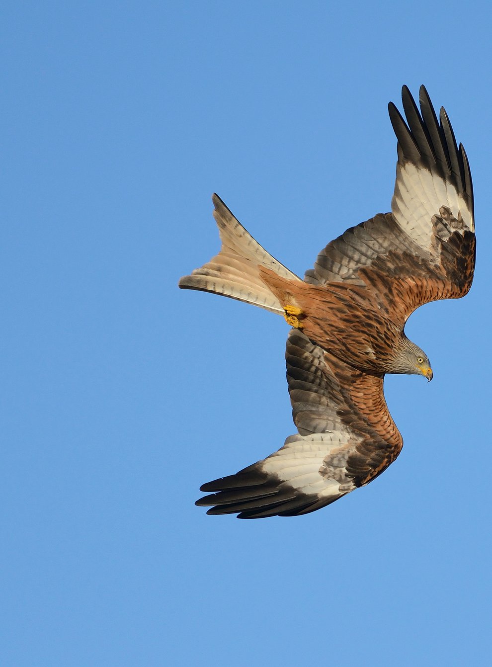 Red kite in flight (Ben Andrew/RSPB/PA)