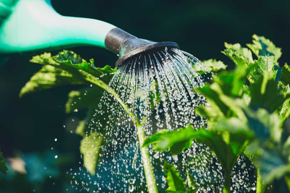 Which plants need watering most in summer? (Alamy/PA)