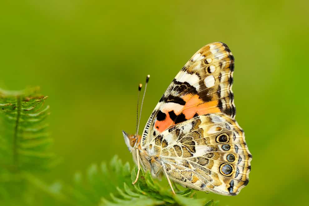 How can gardeners help butterflies? (Iain H Leach/Butterfly Conservation/PA)