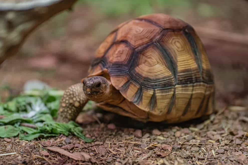 Ploughshare tortoise Hope is now settling into a new life at Chester Zoo (Chester Zoo/PA)
