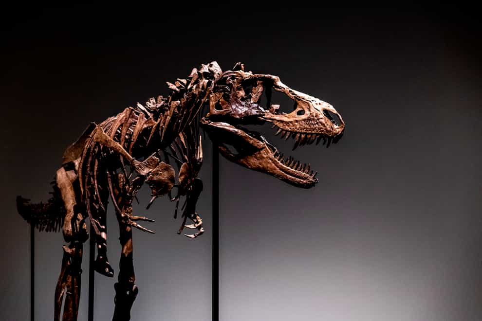 A Gorgosaurus dinosaur (AP)
