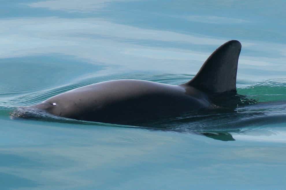 A vaquita porpoise (National Oceanic and Atmospheric Administration)