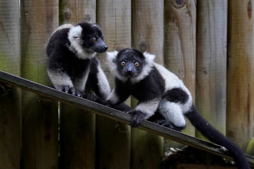 Two critically-endangered lemur pups have been born at Blair Drummond Safari and Adventure Park (Andrew Milligan/PA)
