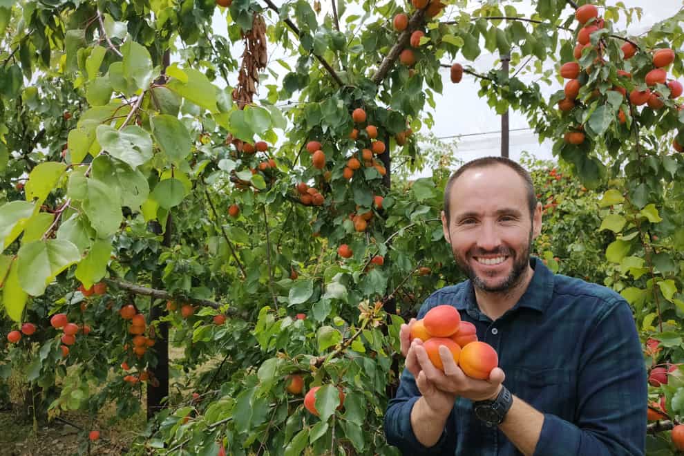 David Moore, owner of Home Farm, near Maidstone, is now the UK’s biggest grower of English apricots. The British apricot industry is celebrating a bumper crop 10 years on despite agronomists uncertain the fruit would grow in the British climate (PA)