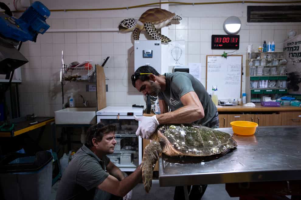 Dr Yaniv Levy, left, and Guy Ivgy treat a wounded sea turtle at the Sea Turtle Rescue Centre (Oded Balilty/AP)