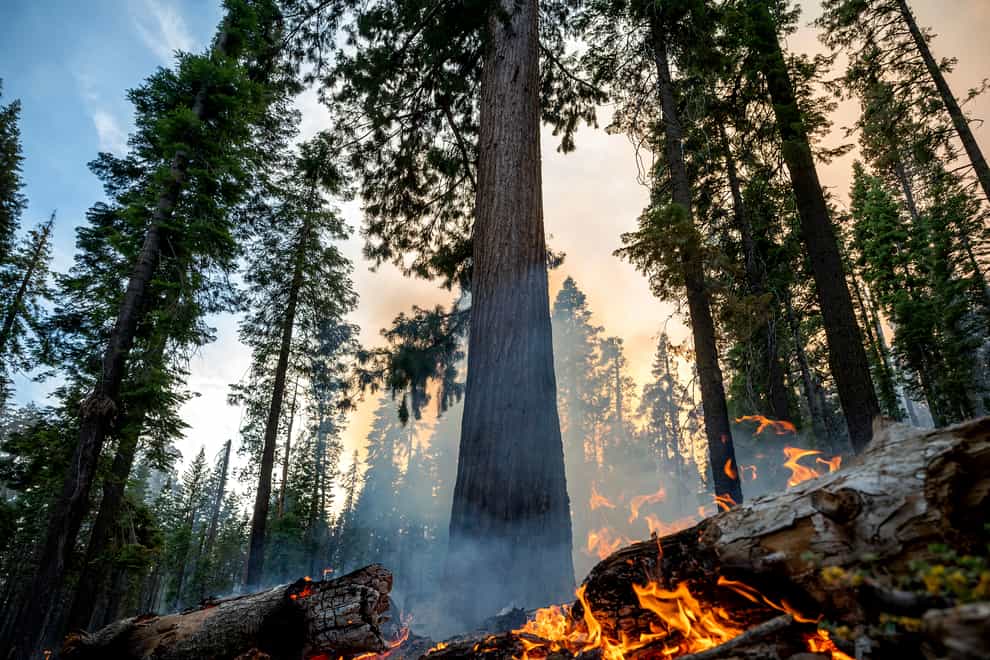 A wildfire burns in the Mariposa Grove of giant sequoias in Yosemite National Park, California (Noah Berger/AP)