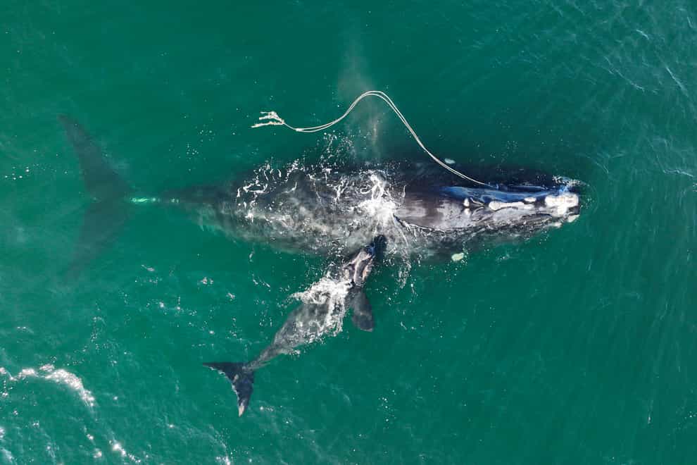 An endangered North Atlantic right whale entangled in fishing rope being sighted with a newborn calf off Georgia (Georgia Department of Natural Resources via AP)