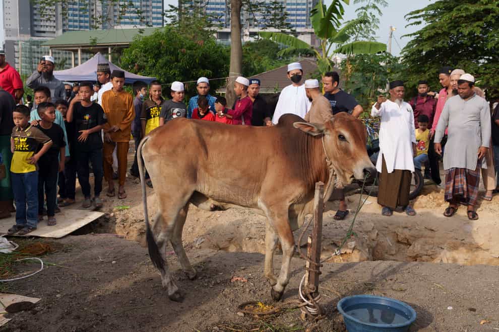 A foot-and-mouth disease (FMD) outbreak is disrupting ritual slaughter of animals to mark Eid al-Adha, one of the biggest holidays in the Islamic calendar (Vincent Thian/AP)