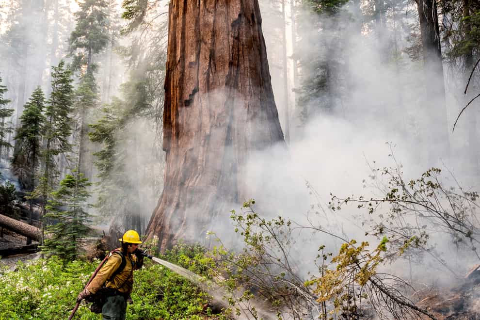 A firefighter protects a sequoia tree as a blaze burns in Mariposa Grove in Yosemite National Park (Noah Berger/AP)