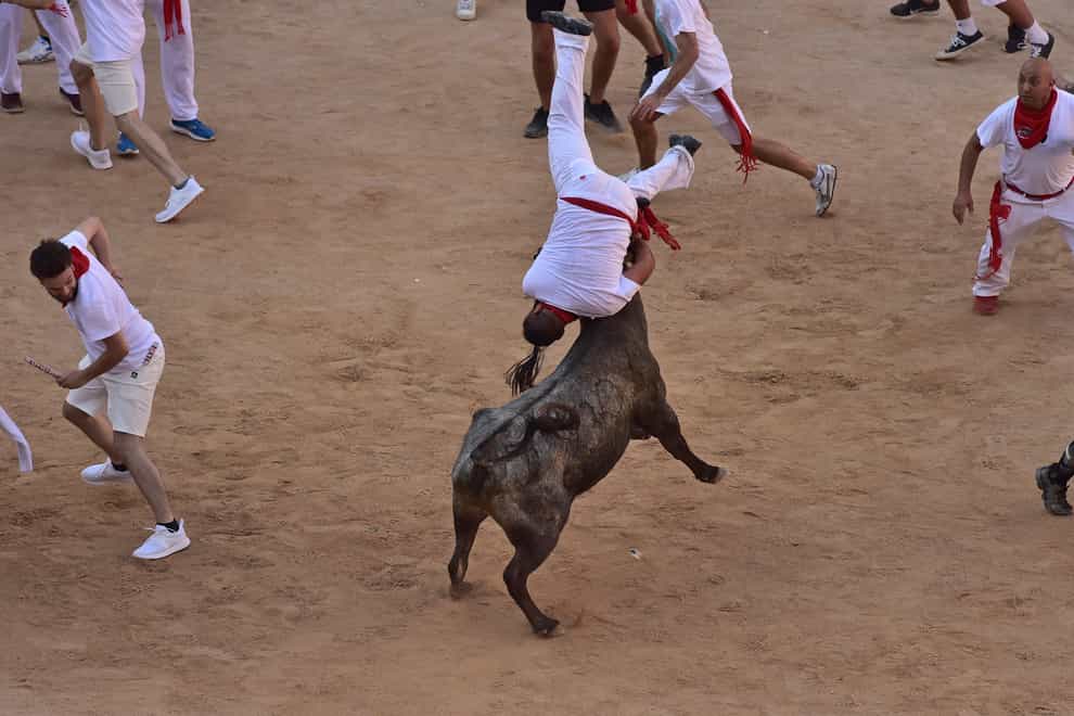 A man is tossed by a calf in the bullring after the running of the bulls at the San Fermin Festival in Pamplona, northern Spain, on Wednesday July 13 2022 (Alvaro Barrientos/AP)