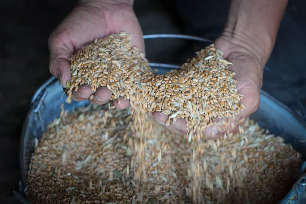 Farmer Serhiy shows grain in his barn in the village of Ptyche in eastern Donetsk region, Ukraine (Efrem Lukatsky/AP)