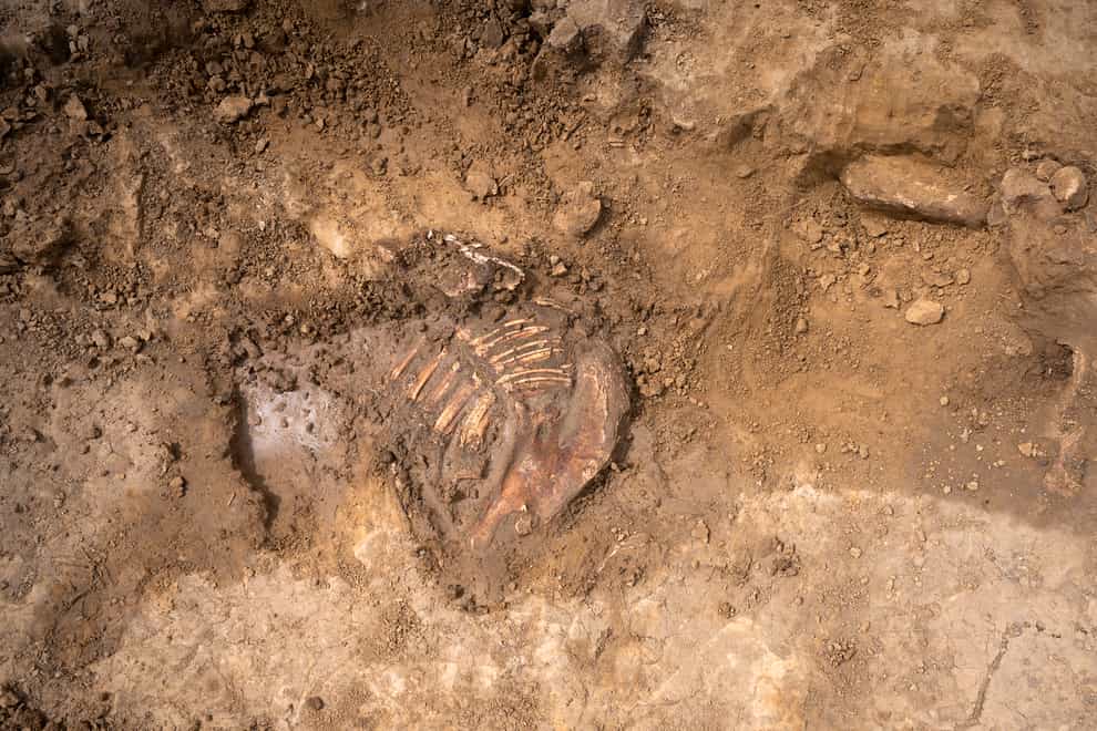 The jaw of a horse complete with teeth, discovered at Mont-Saint-Jean. (Chris Van Houts/Waterloo Uncovered)