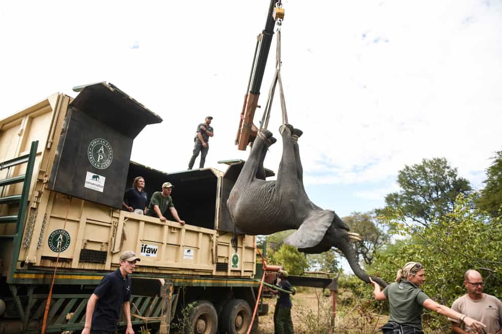 An elephant is hoisted into a transport vehicle at the Liwonde National Park southern Malawi (Thoko Chikondi/AP)