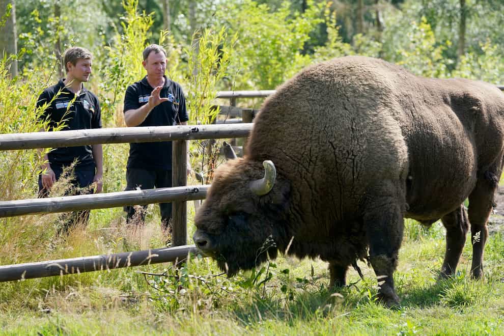 Tom Gibbs (left) and Donovan Wright, the UK’s first Bison Rangers, get to know a Bison at the Wildwood Trust , near Canterbury in Kent (Gareth Fuller/PA)