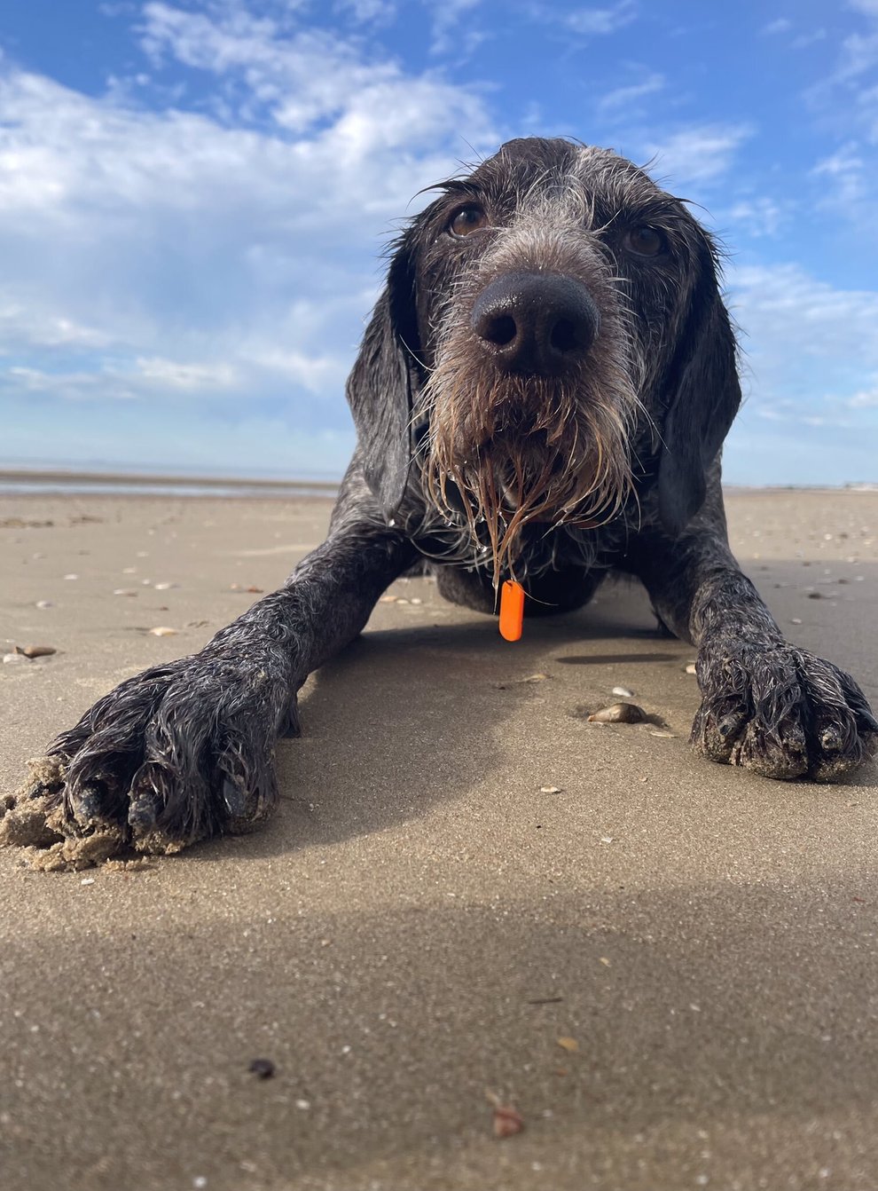 Undated handout photo of Boo, a six-year-old German Wirehaired Pointer, relaxing on the beach during this heatwave. The RSPCA is urging pet owners to make plans to protect pets during this spell of hot weather. Issue date: Thursday July 14, 2022.