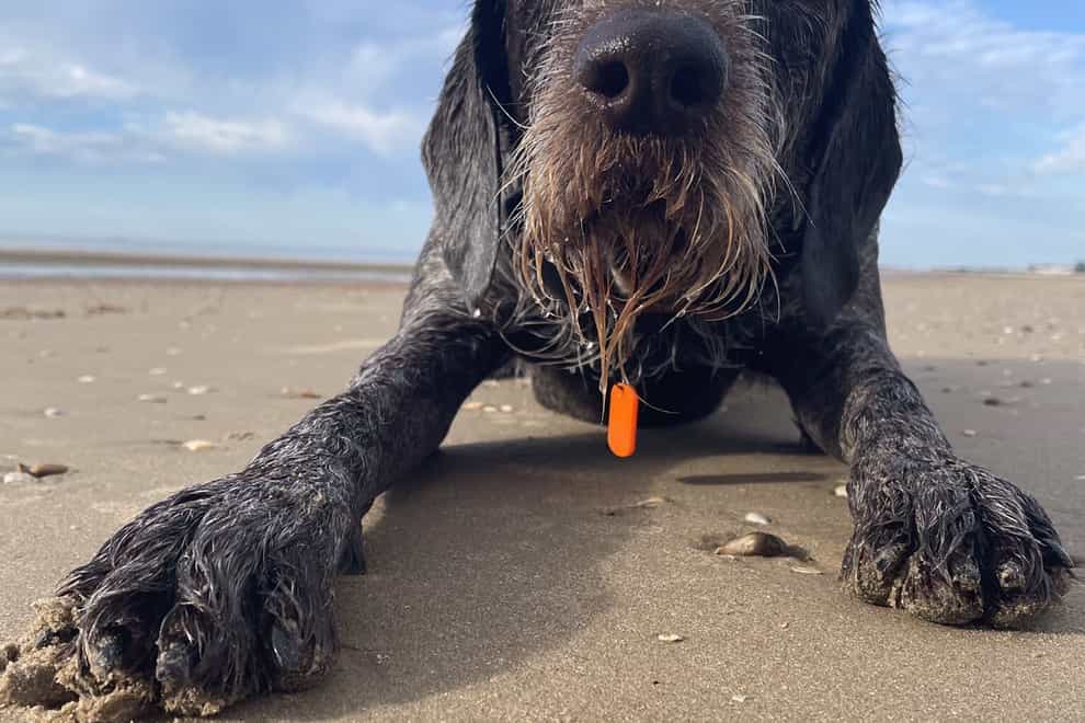 Undated handout photo of Boo, a six-year-old German Wirehaired Pointer, relaxing on the beach during this heatwave. The RSPCA is urging pet owners to make plans to protect pets during this spell of hot weather. Issue date: Thursday July 14, 2022.