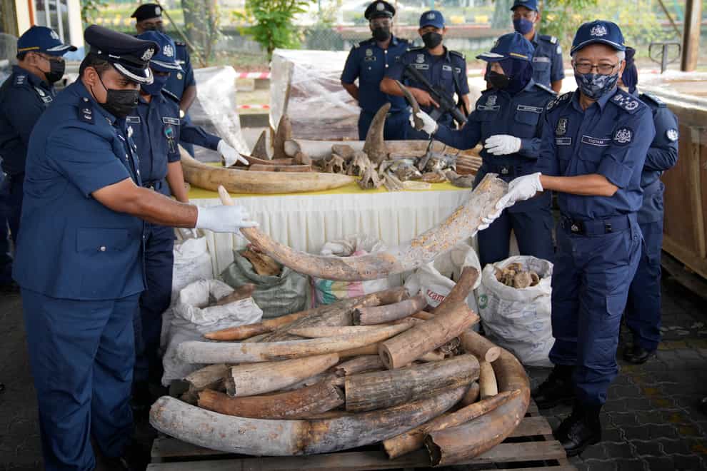 Malaysian customs officials with the seized elephant tusks (Vincent Thian/AP)