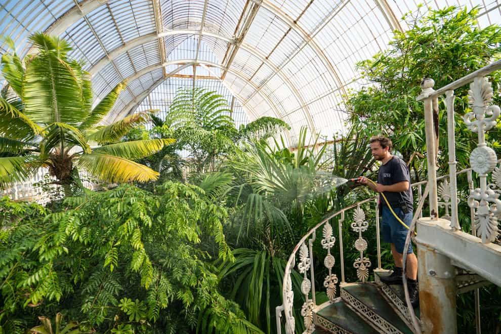 Palm House supervisor Will Spolestra waters the plants in the Palm House at the Royal Botanical Gardens Kew (Dominic Lipinski/PA)