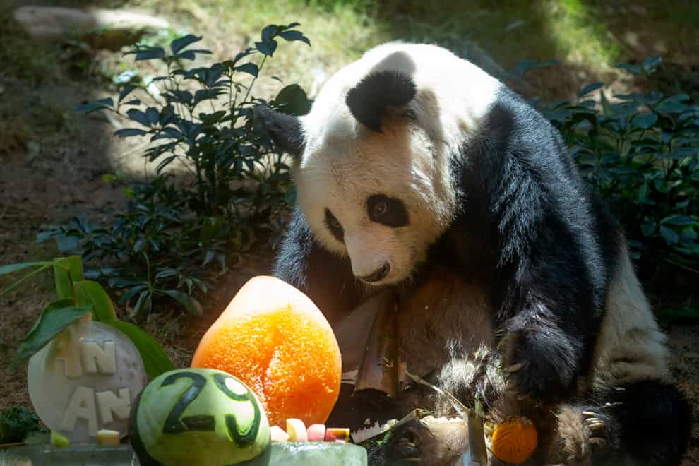 The oldest-ever male giant panda in captivity has died at age 35 at a Hong Kong theme park after his health deteriorated (Kin Cheung/AP)