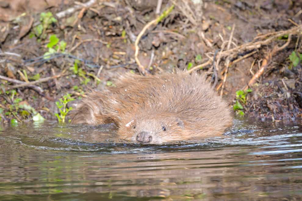 A beaver by the water’s edge (Ben Birchall/PA)