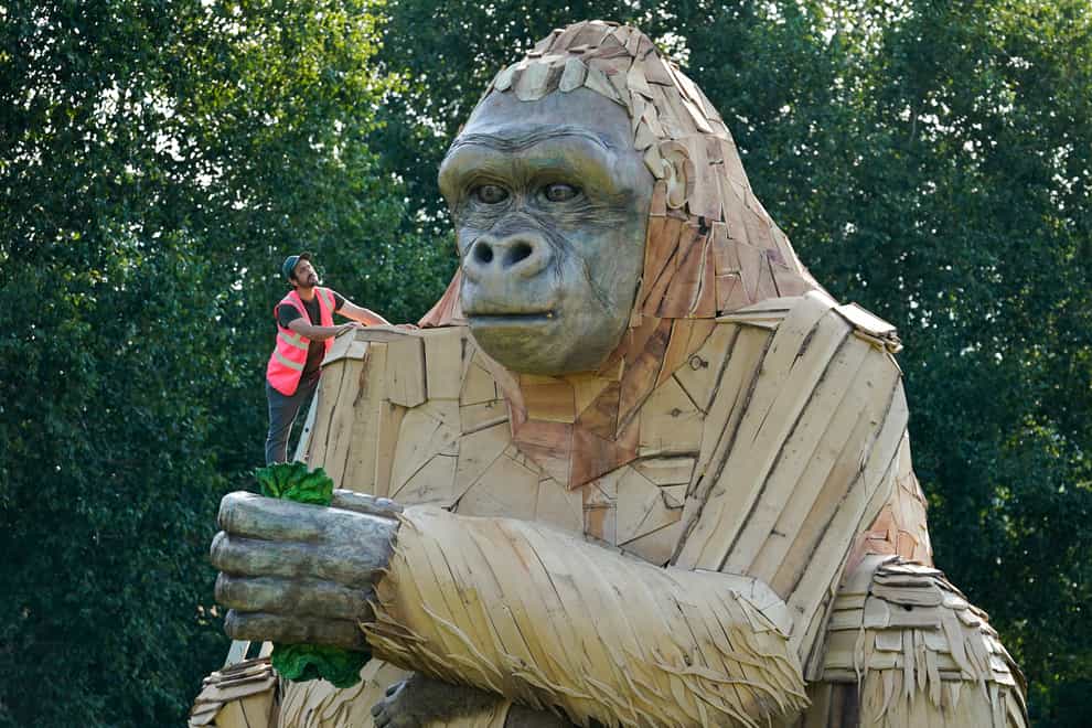 Dan McGavin, design director from Bakehouse Factory, inspects a giant interactive gorilla sculpture during its unveiling to mark the final opening weeks of Bristol Zoo Gardens (Andrew Matthews/PA)