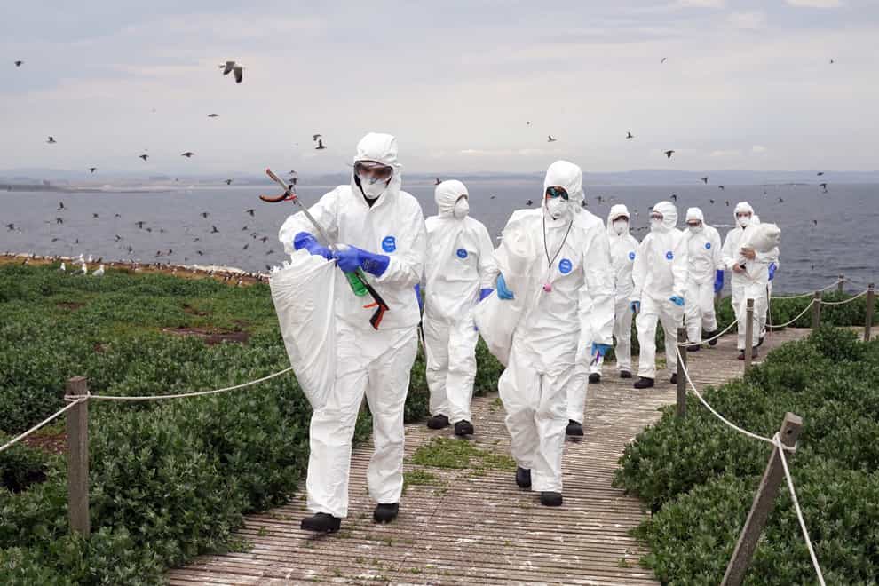 The National Trust team of rangers clear dead birds from Staple Island, one of the Outer Group of the Farne Islands, off the coast of Northumberland (Owen Humphreys/PA)