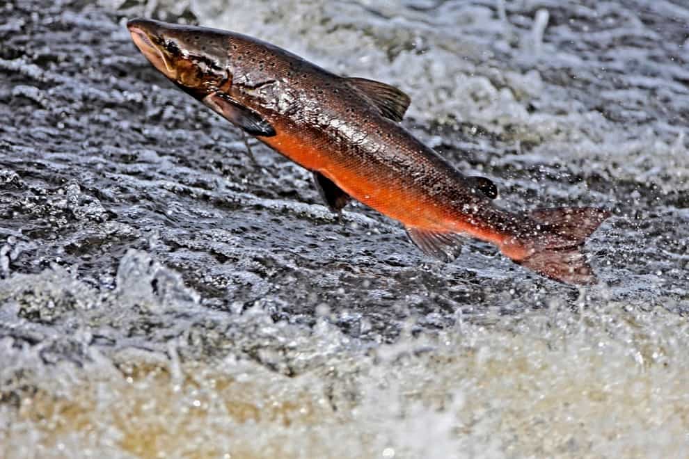 An Atlantic salmon (Alamy/PA)