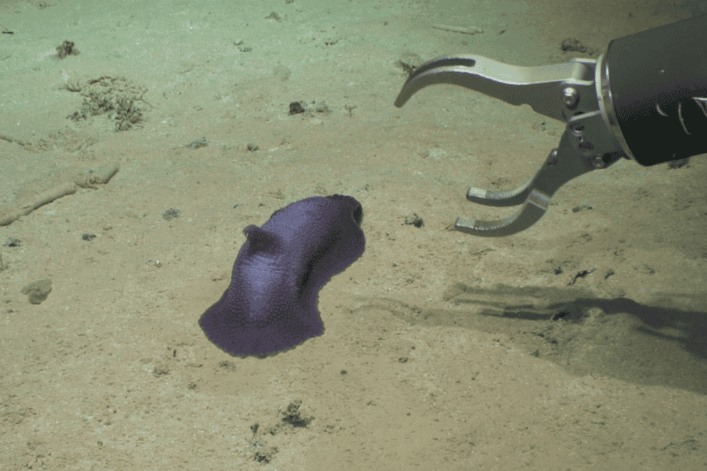 More than 30 potential new species discovered living at the bottom of the sea (DeepCCZ expedition/Gordon & Betty Moore Foundation/NOAA/PA)