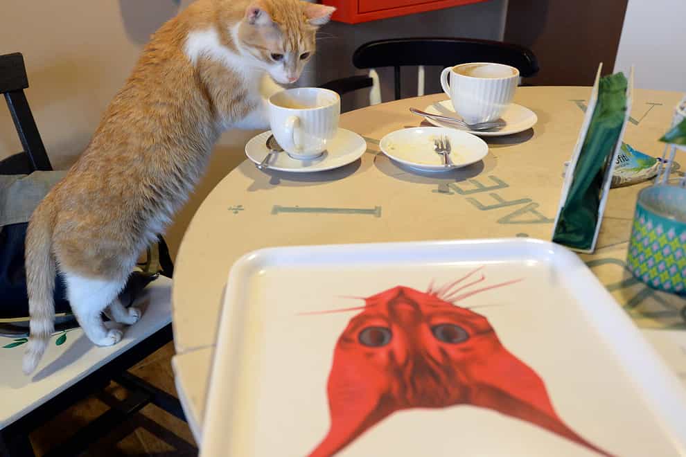 One of seven cats that keep the company of the visitors at a new Miaow Cafe finishes a cake in Warsaw (AP)